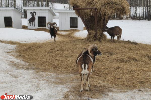 Кормим оленей и гладим альпака: JustTrip по зоофермам Свердловской области - Фото 3