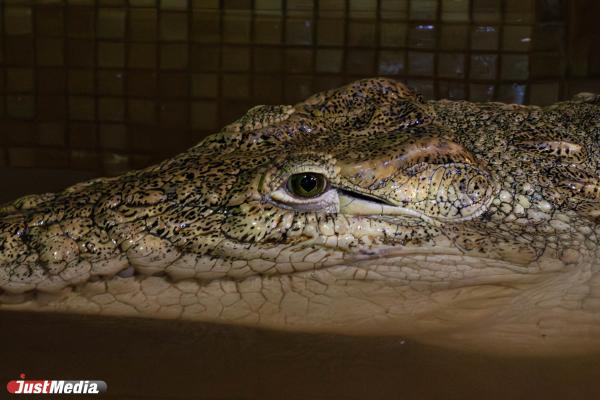 Уральский Данди Евгений Благодир: «Одному крокодилу я обязан жизнью в 100 раз больше, чем всем людям» - Фото 3