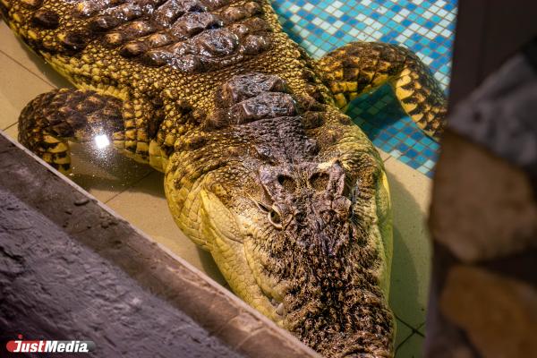 Уральский Данди Евгений Благодир: «Одному крокодилу я обязан жизнью в 100 раз больше, чем всем людям» - Фото 6