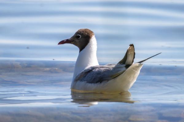 В Свердловской области ожидается возвращение перелетных птиц - Фото 3