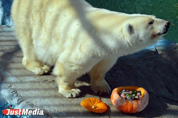 В Екатеринбургском зоопарке животных накормили мороженым и мятной икрой - Фото 2