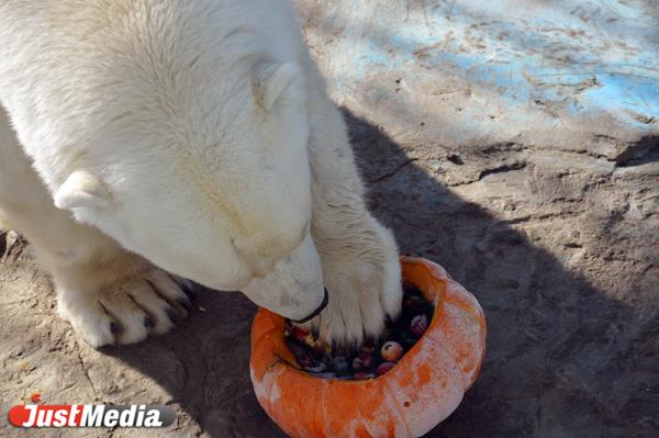 В Екатеринбургском зоопарке животных накормили мороженым и мятной икрой - Фото 8