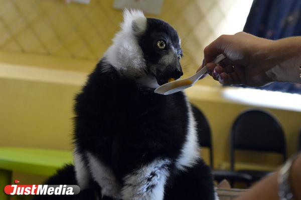 В Екатеринбургском зоопарке животных накормили мороженым и мятной икрой - Фото 3