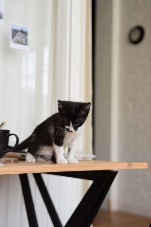 Безымянный котенок-путешественник ищет дом через JUSTПУХ - Фото 4