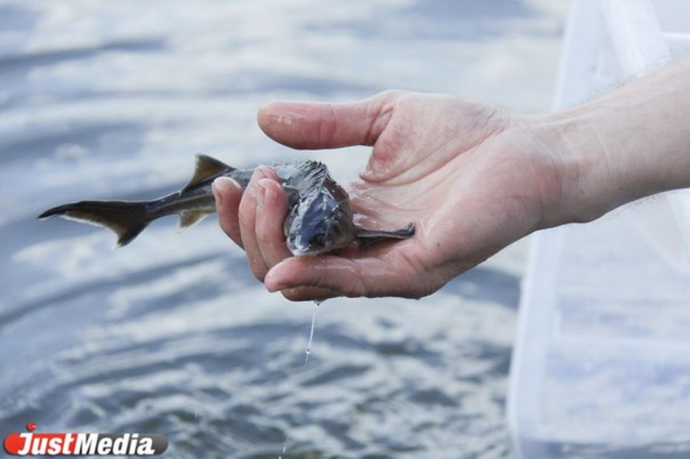Будет клево! В Чусовую выпустили десять тысяч мальков стерляди - Фото 1
