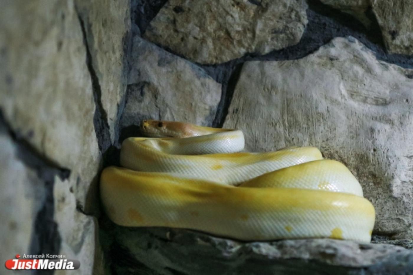 В Екатеринбурге живет около сотни змей, которые могут пробраться в любую квартиру через канализацию - Фото 1