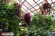 Растения-убийцы, «сказочные» цветы и плоды со вкусом битого стекла: JustMedia совершил ботаническую «кругосветку» в Екатеринбурге 
