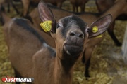 «На одного французского козла - 25 козочек». JustMedia побывал на екатеринбургской ферме. ФОТО. ВИДЕО