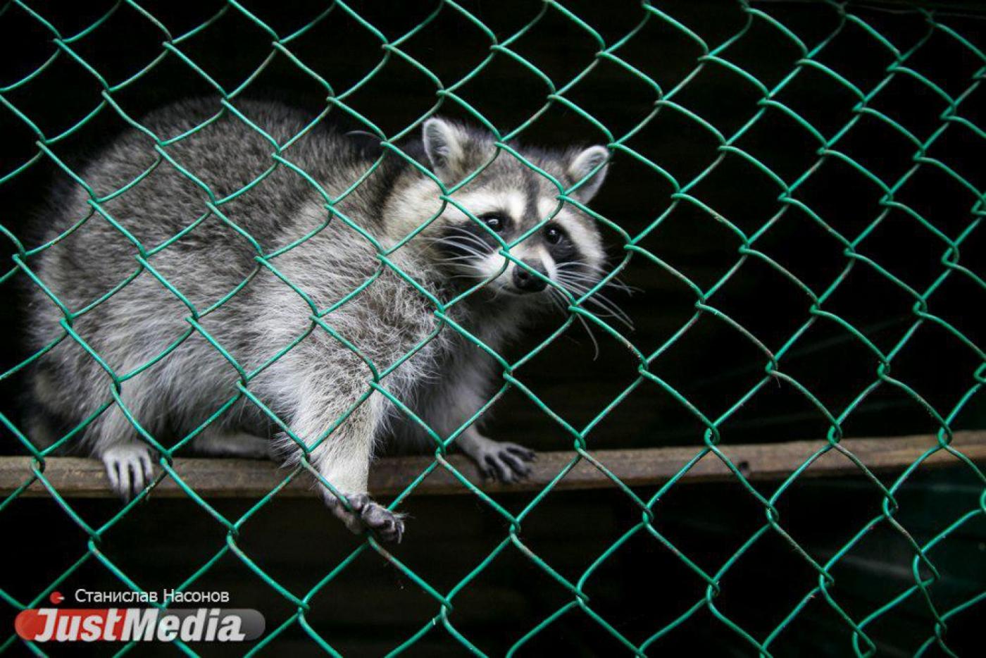 «Питомцы, особенно птицы, любят популярные песни». JustMedia.ru проверил, как зимуют животные зооуголка ЦПКиО. ФОТО, ВИДЕО - Фото 1