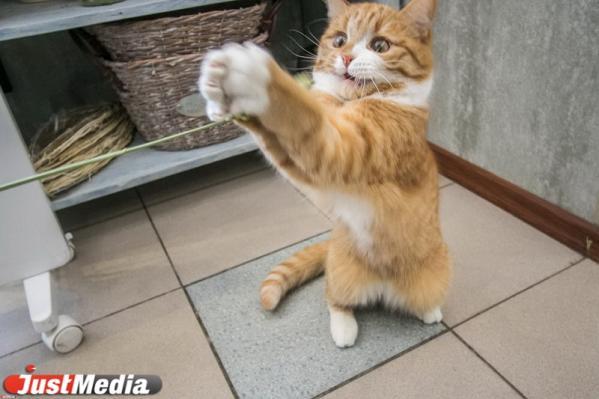 Пьют воду из ваз, ходят в гости в парикмахерскую и проглатывают кроликов. В День кошек знакомимся с общественными пухами Екатеринбурга - Фото 1