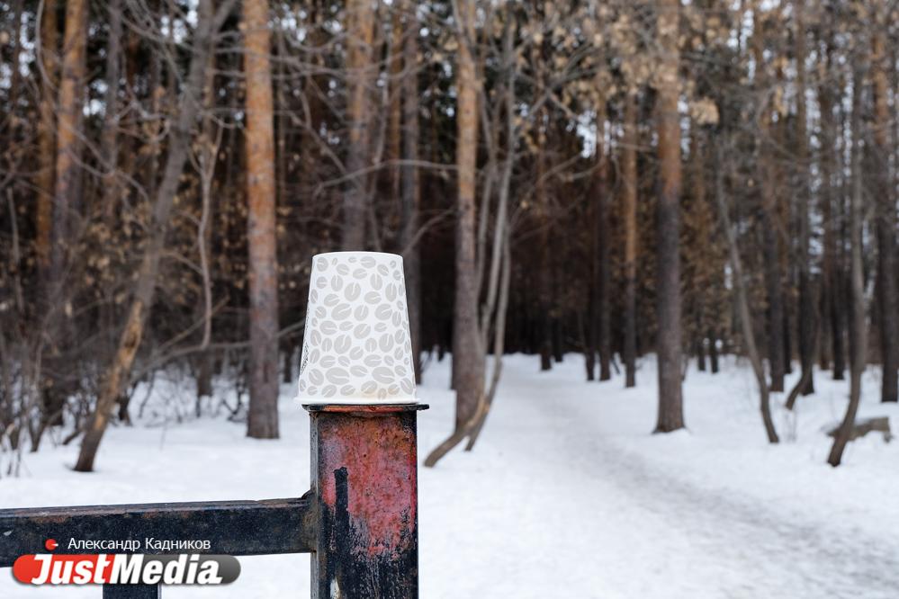 Закрывать, как Central Park в Нью-Йорке и вырубить подлесок. Судьбу Шарташского лесопарка обсудили без его директора - Фото 1