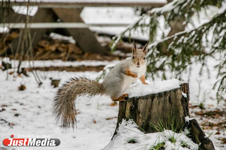 «Последние 60 лет наблюдается тенденция потепления». Рекорды свердловской осени за 183 года - Фото 1