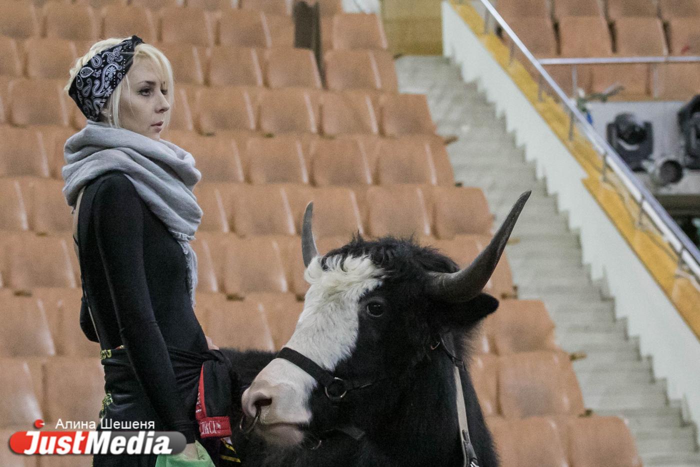 «Разорвал кофту, а ведь это мог быть мой живот». Откровения беременной дрессировщицы яков - Фото 1