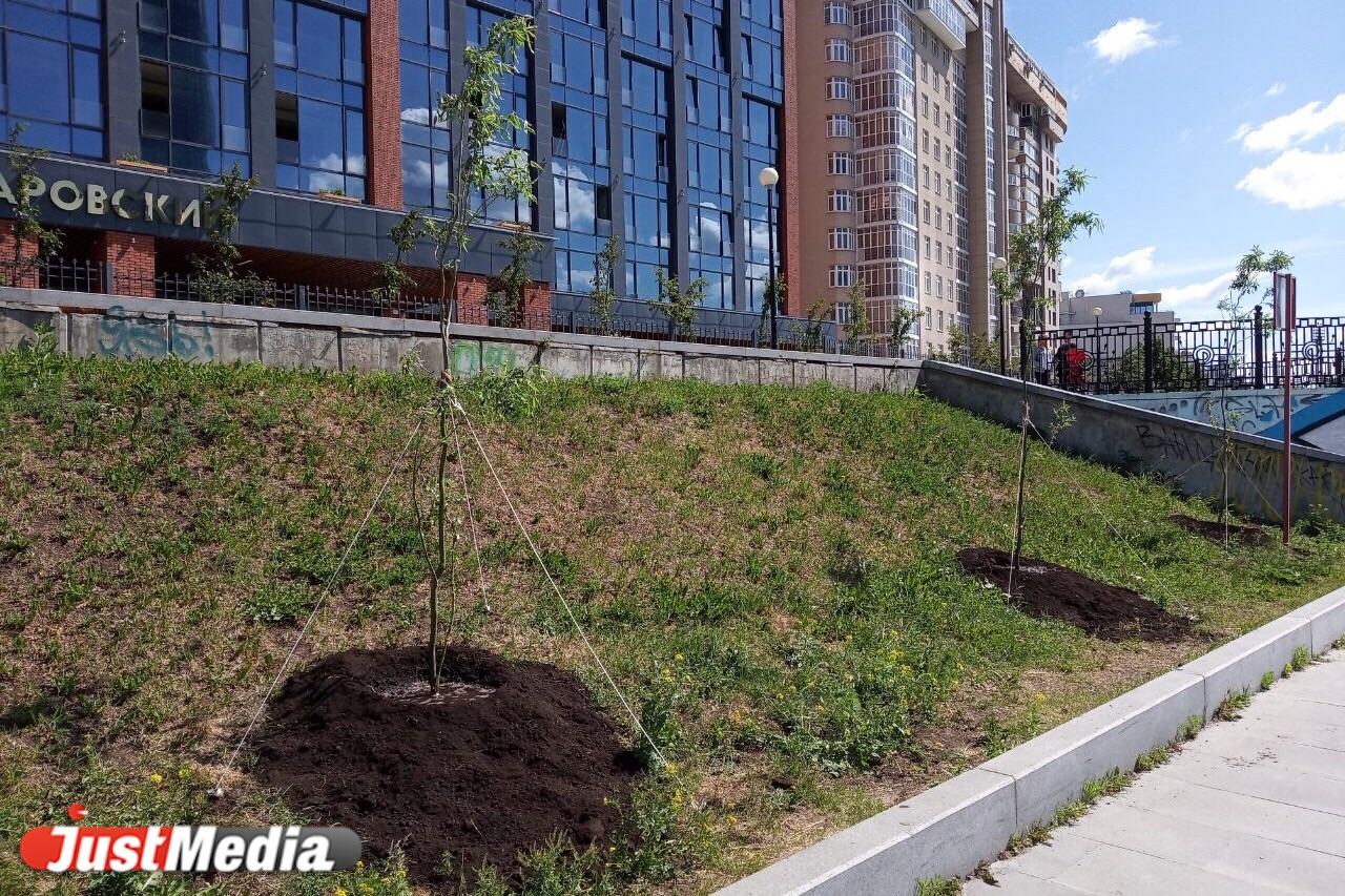 На набережной Городского пруда возле Макаровского моста ЖК «Макаровский» высадили уральские плакучие ивы - Фото 1