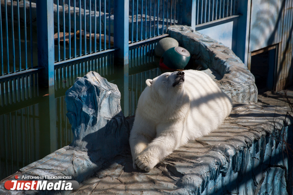 Екатеринбургский зоопарк встречает свое 90-летие без посетителей и с финансовыми проблемами - Фото 1
