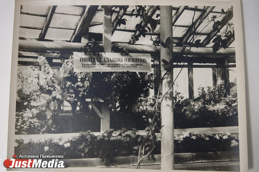 «Проект с прудом и розарием разработал Рейшер». История появления Дендропарка на Мира на месте соснового бора на окраине Екатеринбурга - Фото 1