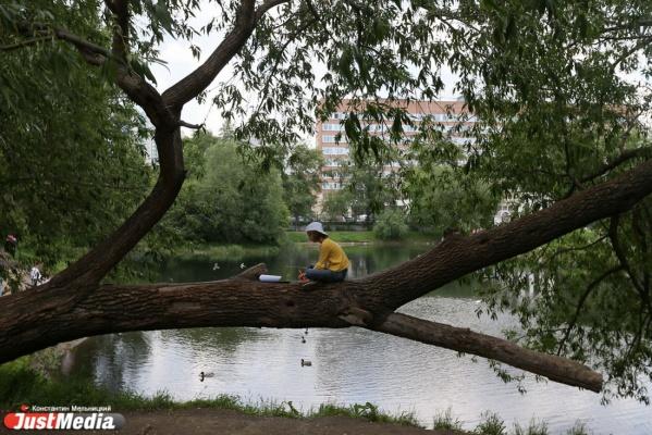 «Тополиная реформа» в Екатеринбурге. Прокуроры и адвокаты тополей рассказали про пух, кислород и хрупкие стволы - Фото 1