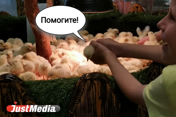 Вся правда о жизни животных в контактных зоопарках Екатеринбурга. Агрессивные гуси, затисканный енот и козы без воды - Фото 1