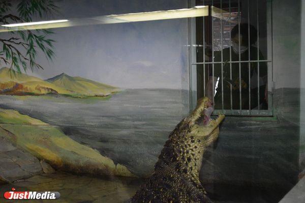 Что ест на завтрак крокодил, как погладить кенгуренка и где медведица Айна - Фото 1