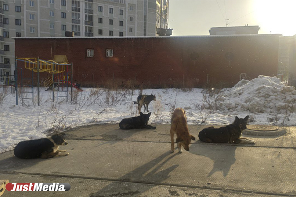 Люди страдают от агрессивных собак, а собаки от агрессивных людей