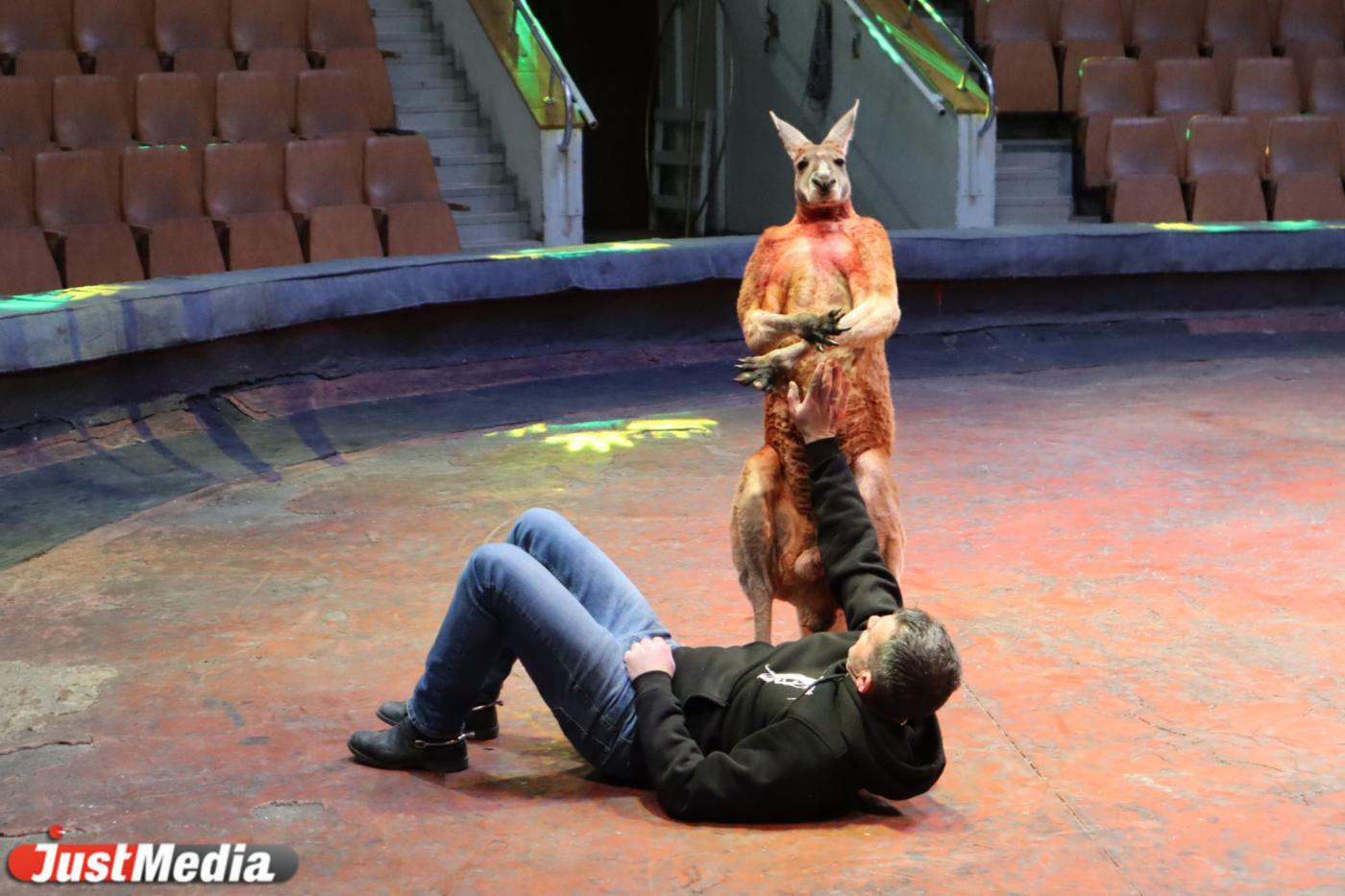 Пять вопросов дрессировщику. Сидят ли животные на диете, какой у них режим и с кем легче наладить контакт  - Фото 1