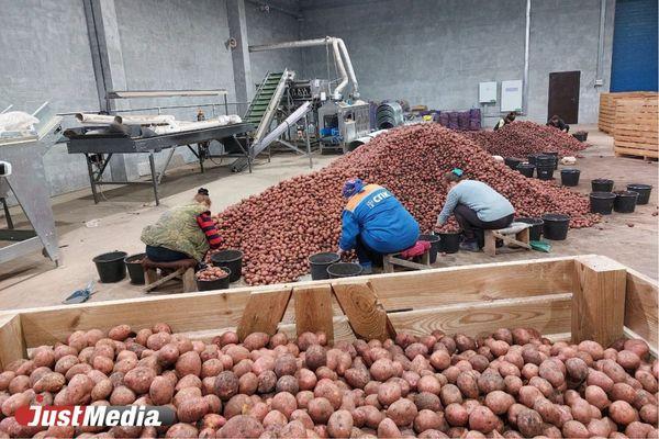 «В этом году она мельче, но ее много». JustMedia посмотрел, как свердловские фермеры собирают картофель - Фото 1