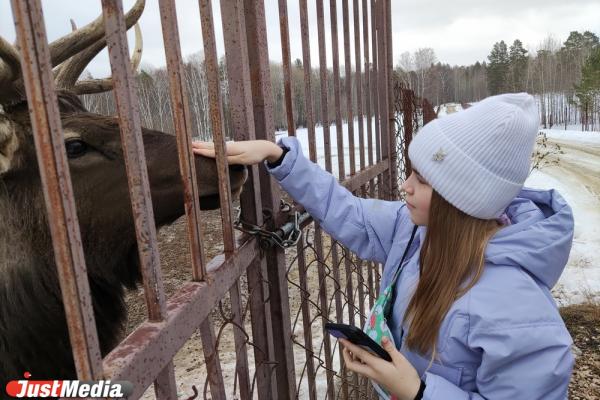 Кормим оленей и гладим альпака: JustTrip по зоофермам Свердловской области