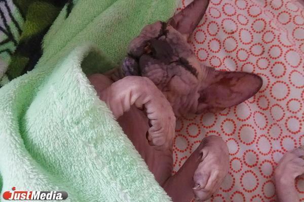 Как анализ на бытовые аллергены помогает выявить причину аллергических реакций - Фото 1