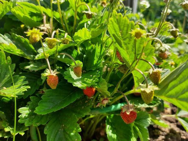 К чему снится клубника - Фото 1