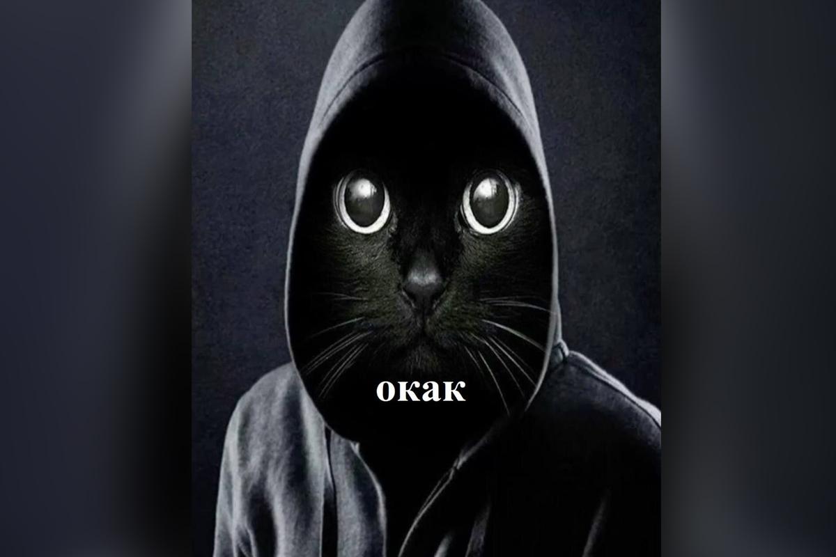 Тренд «Окак» и почему зумеры удивляются картинкой с котом в капюшоне - Фото 1