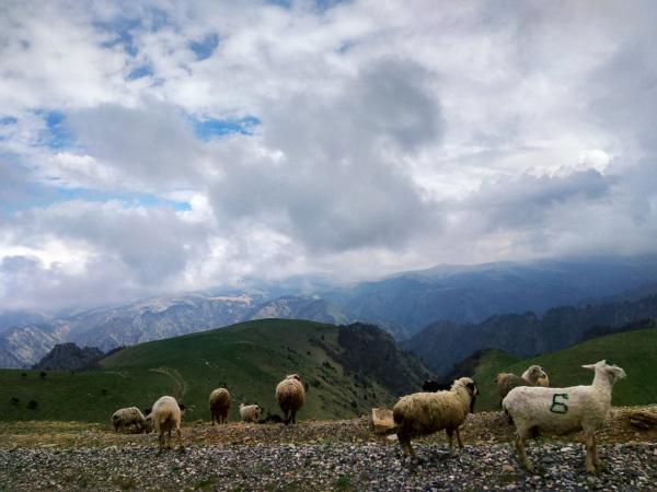 Знак зодиака Овен: описание и характеристика