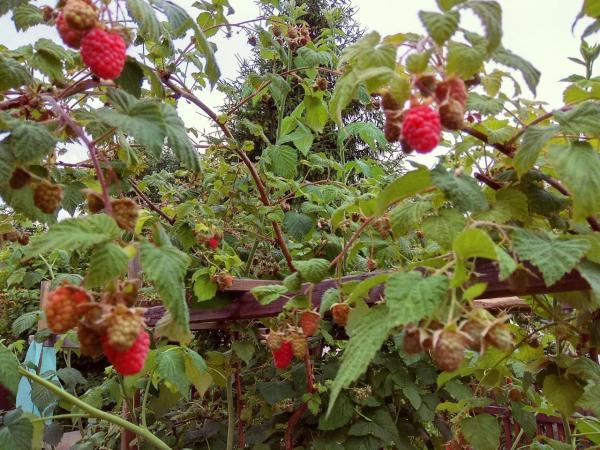 Народные приметы августа - Фото 1