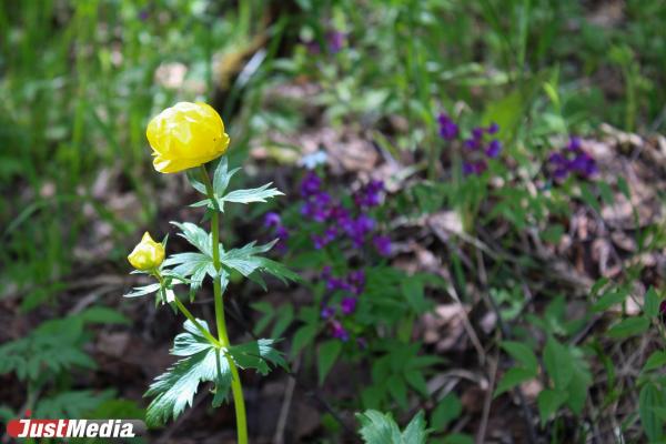 Народные приметы июня - Фото 1