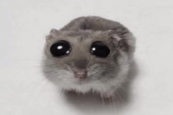 «Грустный хомяк с большими глазами»: что это за мем и откуда взялся? - Фото 1