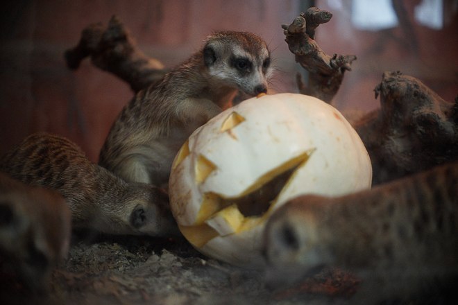 В Екатеринбургском зоопарке продет День тыквы - Фото 2
