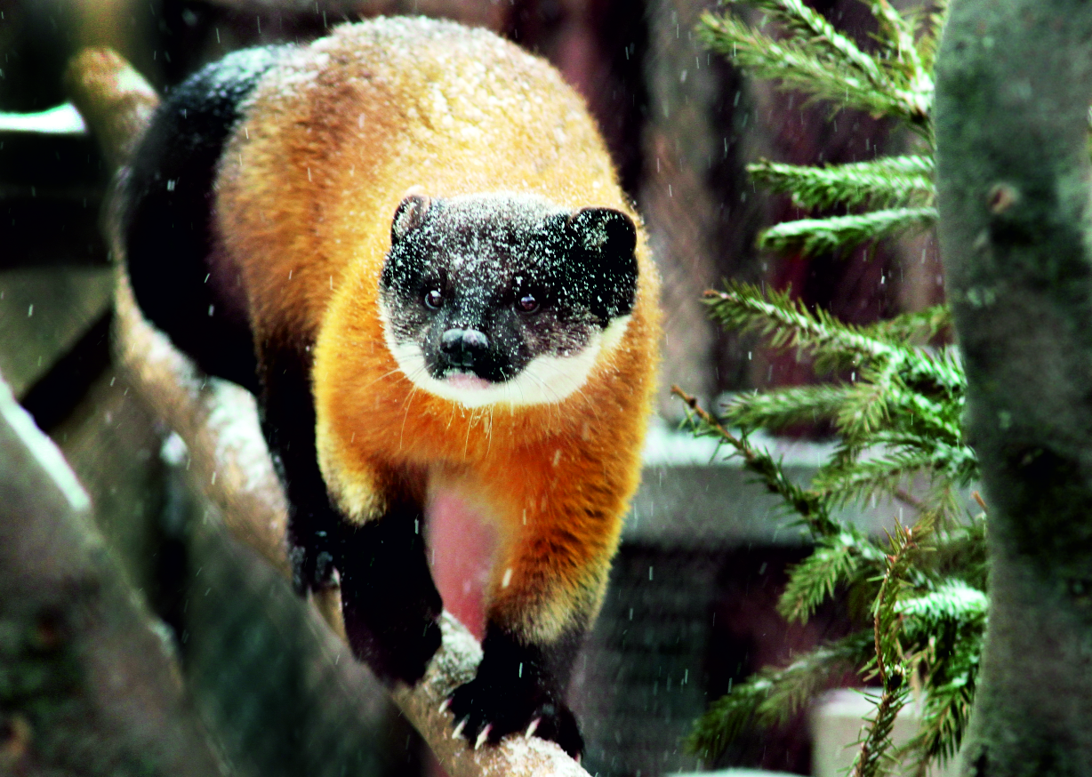 Харза, макак или древолаз. В Екатеринбургском зоопарке выбирают самую красивую обитательницу. ФОТО - Фото 4