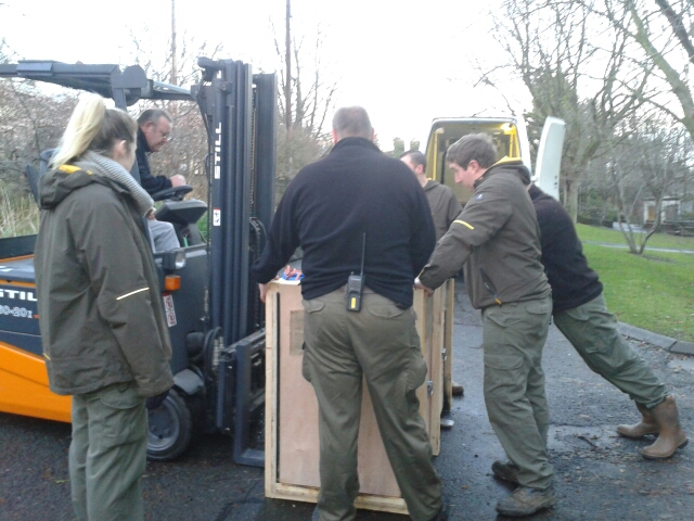 МОТИВ привез мини-бегемота в Екатеринбургский зоопарк - Фото 2