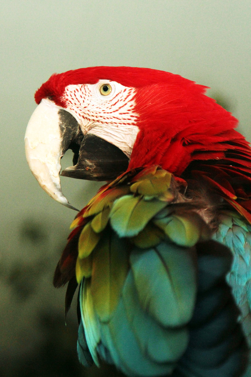 Харза, макак или древолаз. В Екатеринбургском зоопарке выбирают самую красивую обитательницу. ФОТО - Фото 3