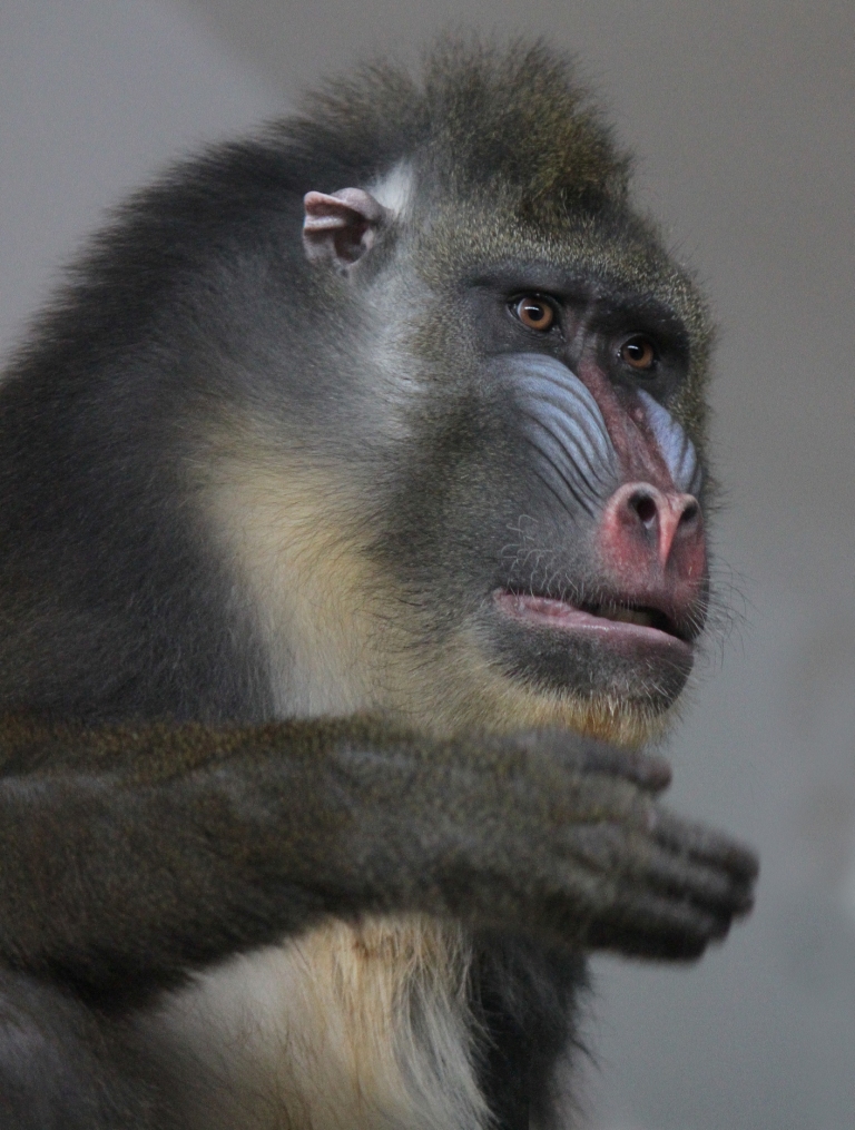 В Екатеринбургском зоопарке выбирают живой символ нового года. Претендентов — сразу семь - Фото 5