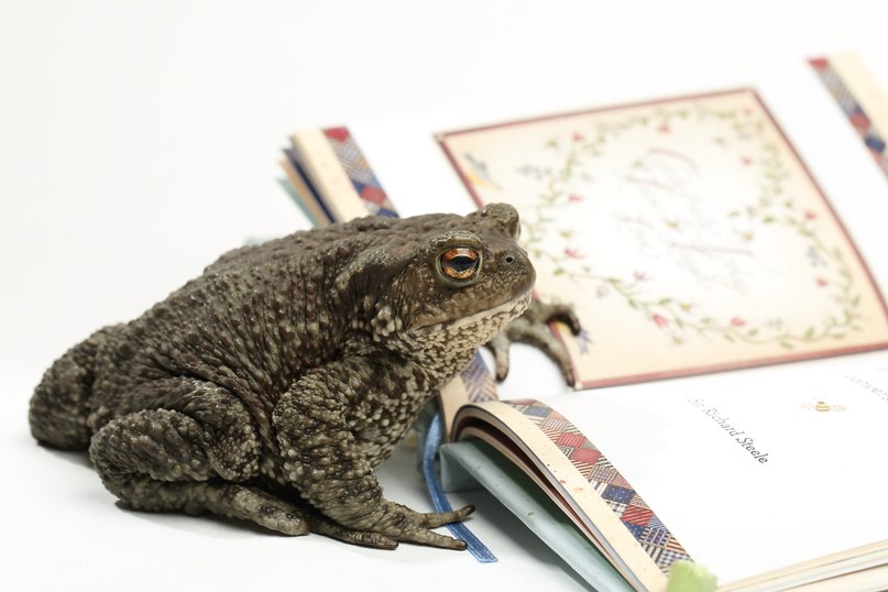 В Екатеринбургском зоопарке пройдет День сказки - Фото 5