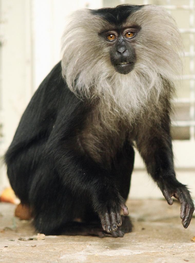 В Екатеринбургском зоопарке выбирают живой символ нового года. Претендентов — сразу семь - Фото 6