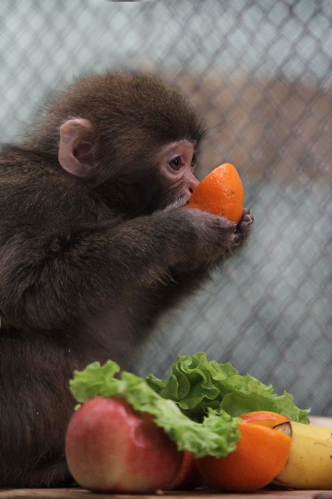 В Екатеринбургском зоопарке выбирают живой символ нового года. Претендентов — сразу семь - Фото 3