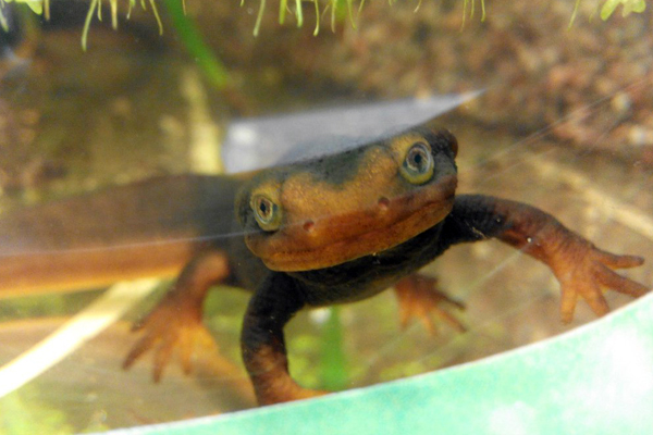 Лягушка-помидор и огненная саламандра: в Екатеринбургском зоопарке открылась экспозиция амфибий - Фото 2
