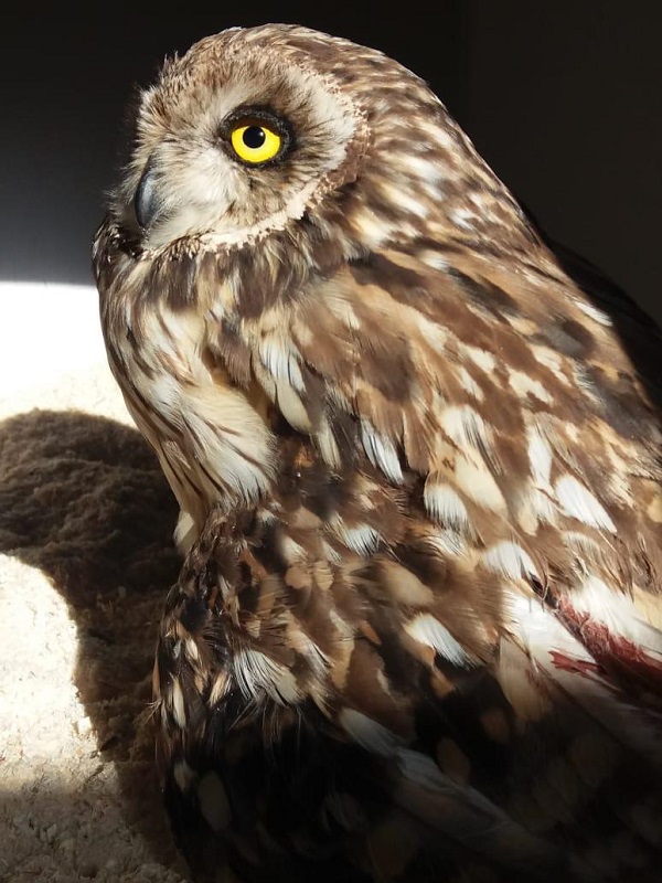 Жительница Екатеринбурга забрала из леса больную сову и теперь выхаживает ее - Фото 2