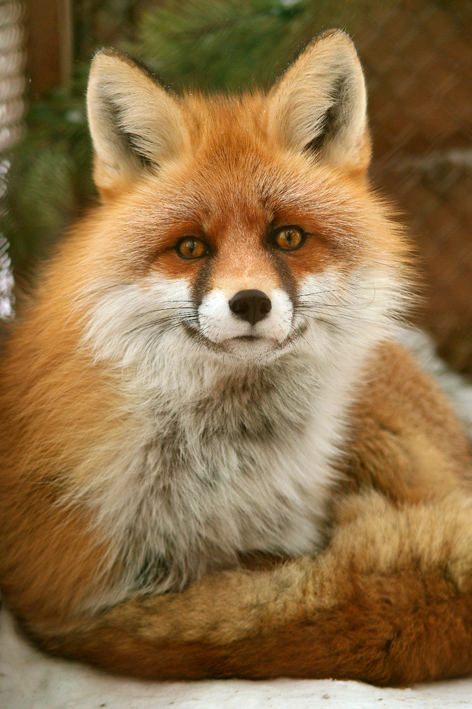 Лучшей парой Екатеринбургского зоопарка стали лисы Лютик и Лизовета - Фото 2