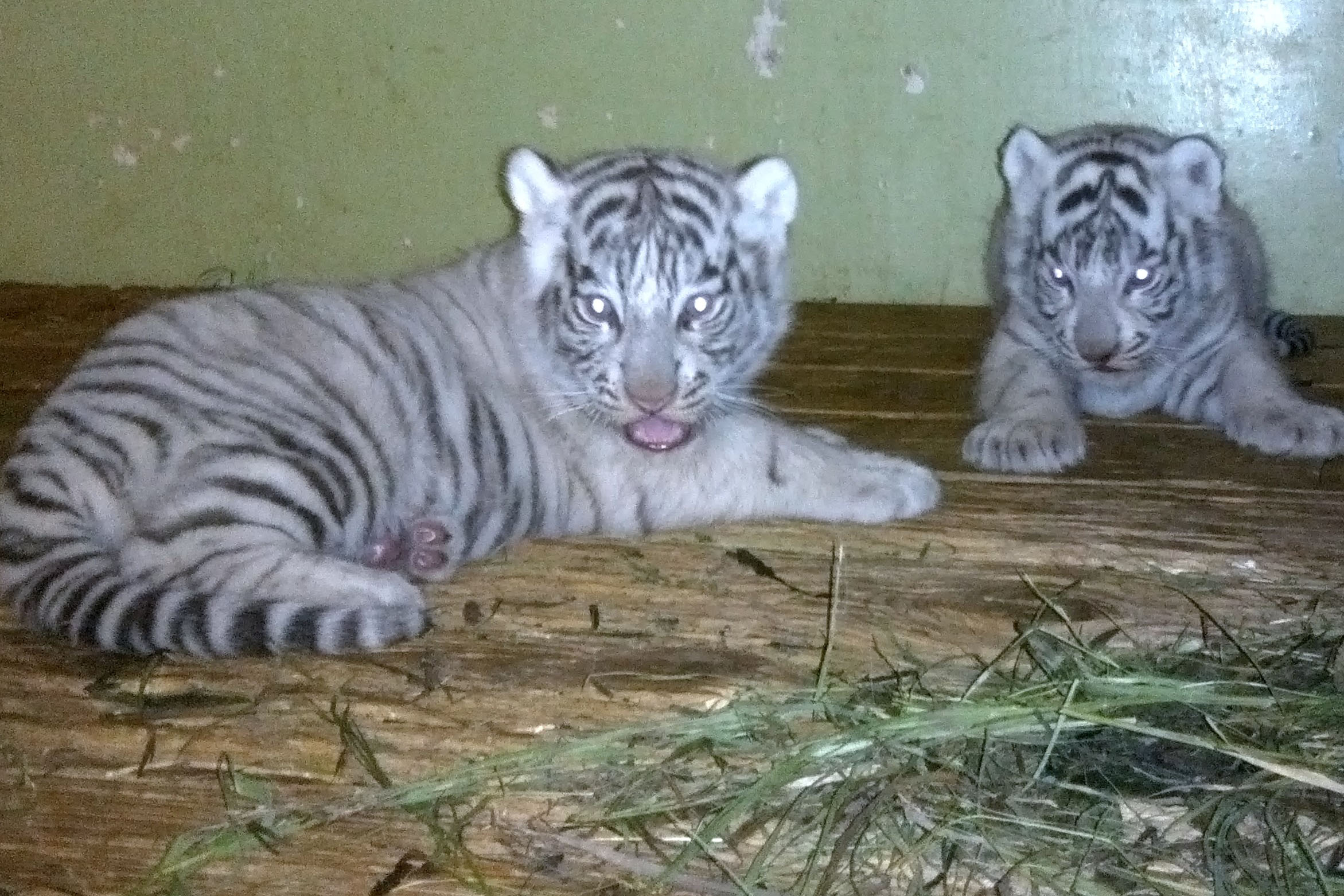 Родившиеся в Екатеринбургском зоопарке самки тигрят могут стать звездами цирка - Фото 2