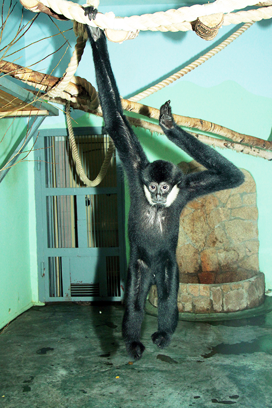 Главным самцом Екатеринбургского зоопарка в этом году стал гиббон Бобо - Фото 2