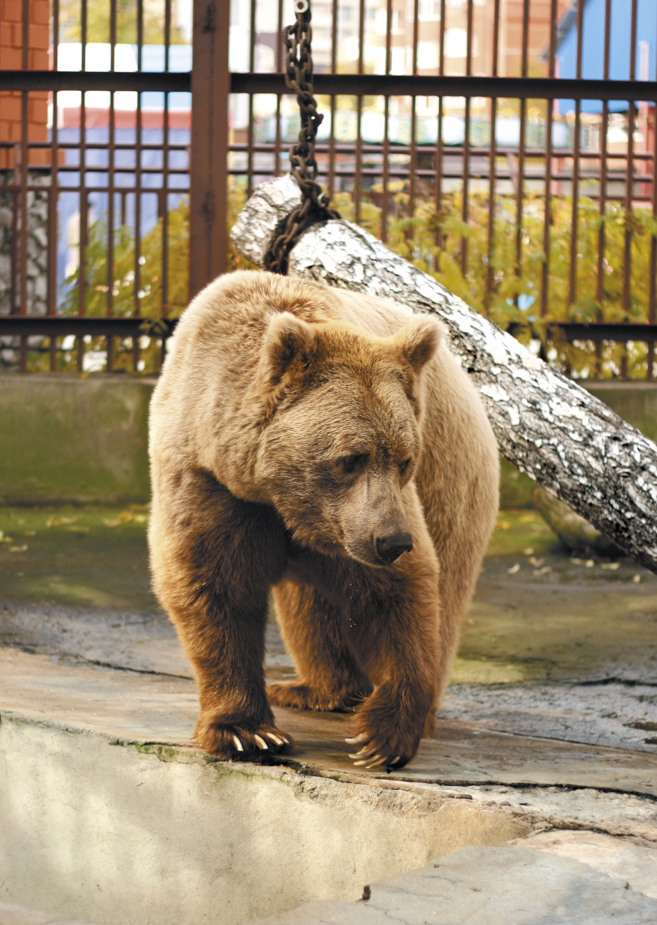 Весна пришла! В Екатеринбургском зоопарке проснулись медведи - Фото 2