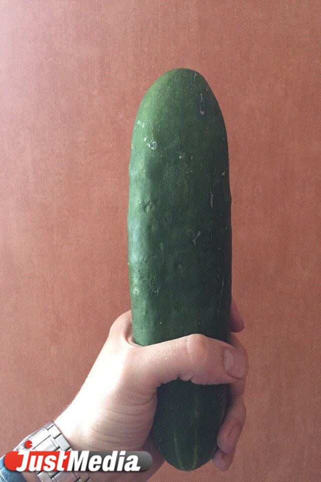 «Чернобыльский урожай». Свердловчанка вырастила в саду гигантские огурцы размером с кабачки. ФОТО - Фото 3