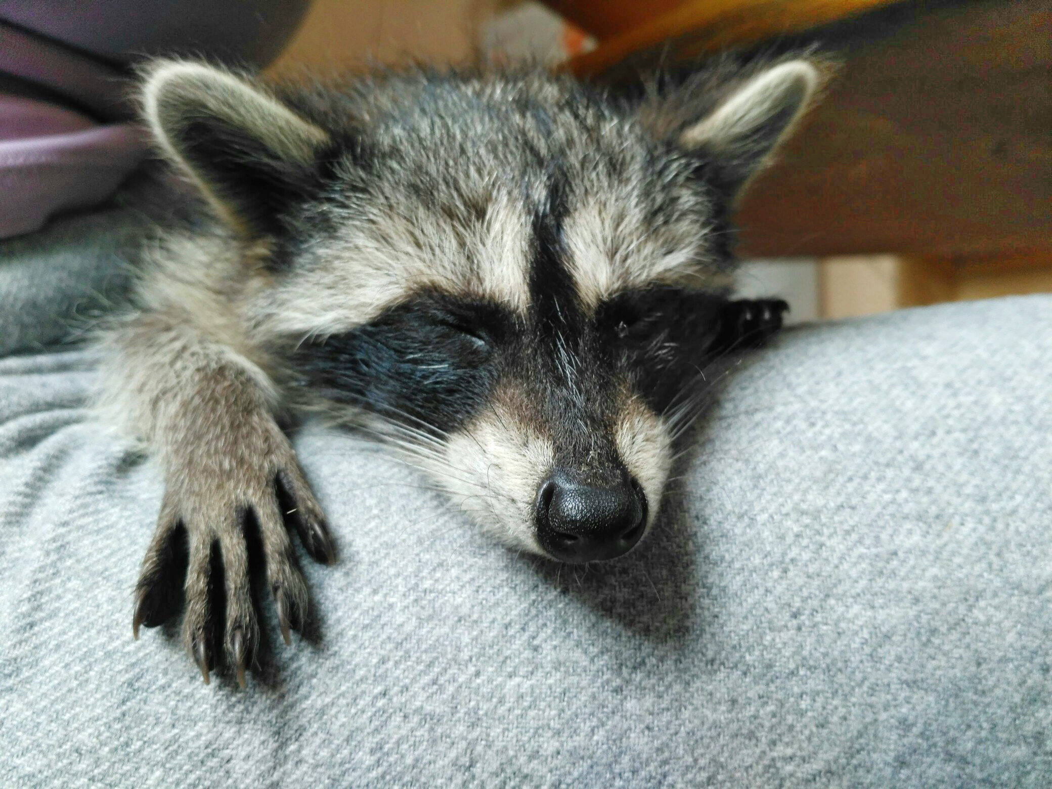 В Екатеринбургском зоопарке выбирают имя для малыша-енота - Фото 3